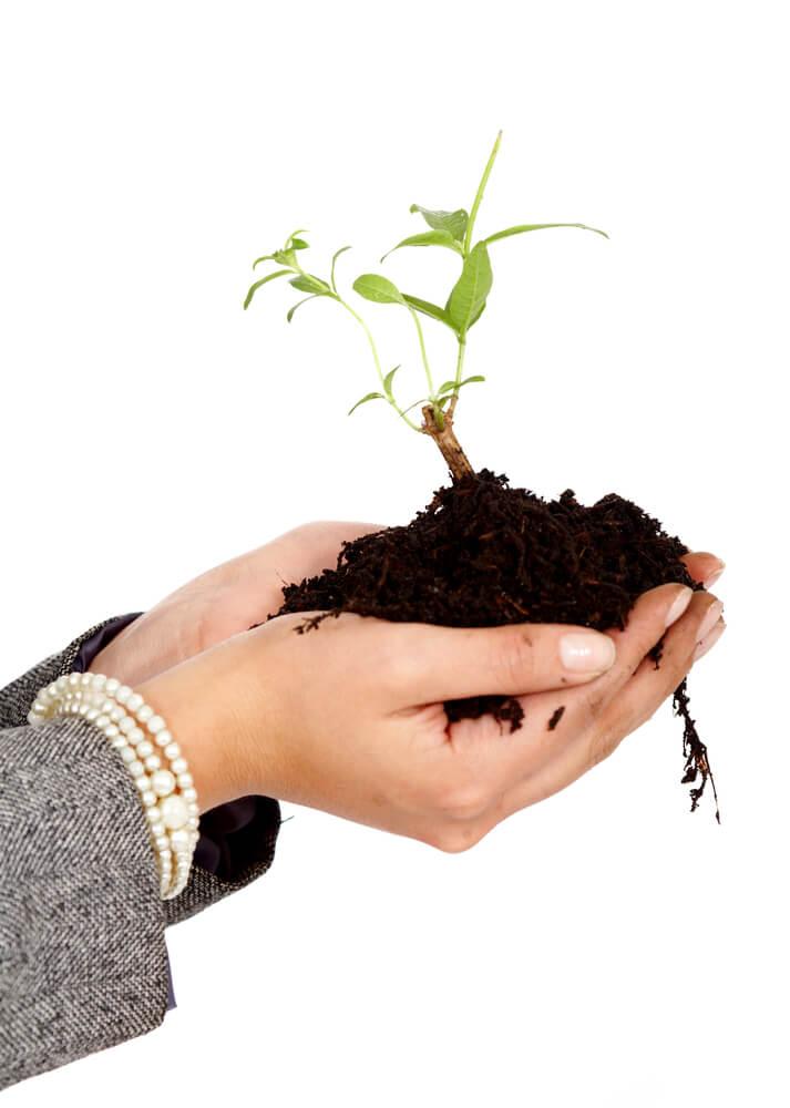 hands protectiong a small plant isolated over a white background