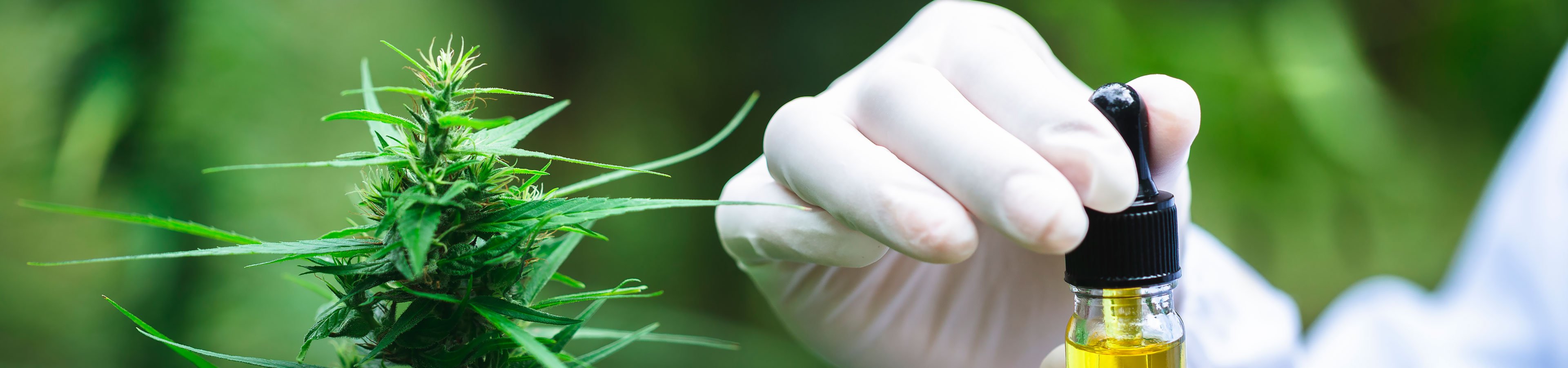 TOP_medical_hemp
